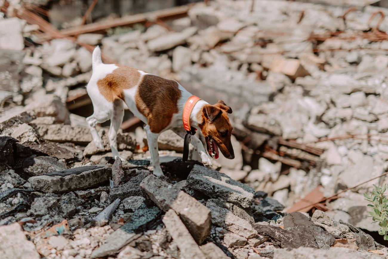 Rettungshund Ninja auf Trümmer haufen